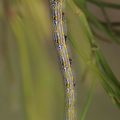 Chlenias banksiaria group (A Geometer moth) at Dryandra St Woodland - 17 Dec 2022 by ConBoekel