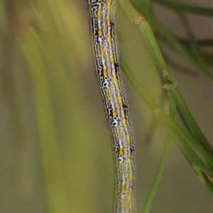 Chlenias banksiaria group at O'Connor, ACT - 17 Dec 2022 02:41 PM