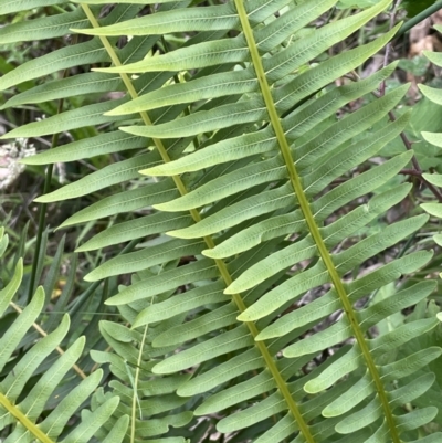 Blechnum nudum (Fishbone Water Fern) at Cotter River, ACT - 21 Dec 2022 by JaneR