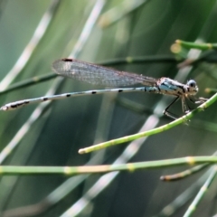 Austrolestes sp. (genus) (Ringtail damselfy) at Bermagui, NSW - 21 Dec 2022 by KylieWaldon