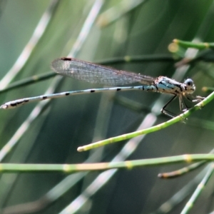 Austrolestes sp. (genus) at Bermagui, NSW - 21 Dec 2022