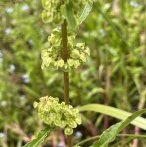 Rumex crispus at Cotter River, ACT - 21 Dec 2022 03:55 PM