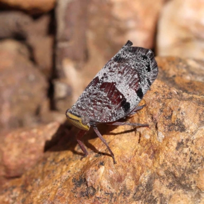 Platybrachys decemmacula (Green-faced gum hopper) at O'Connor, ACT - 17 Dec 2022 by ConBoekel