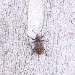 Rhinaria sp. (genus) (Unidentified Rhinaria weevil) at Dryandra St Woodland - 17 Dec 2022 by ConBoekel