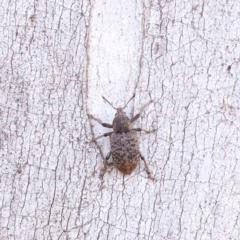 Rhinaria sp. (genus) (Unidentified Rhinaria weevil) at O'Connor, ACT - 17 Dec 2022 by ConBoekel