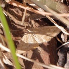 Scopula rubraria (Reddish Wave, Plantain Moth) at Dryandra St Woodland - 17 Dec 2022 by ConBoekel