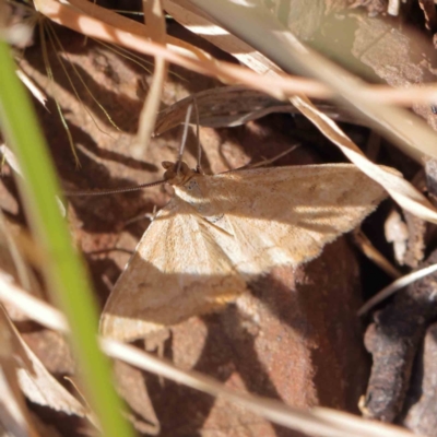 Scopula rubraria (Reddish Wave, Plantain Moth) at Dryandra St Woodland - 17 Dec 2022 by ConBoekel