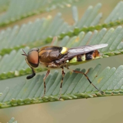 Odontomyia hunteri (Soldier fly) at Dryandra St Woodland - 17 Dec 2022 by ConBoekel