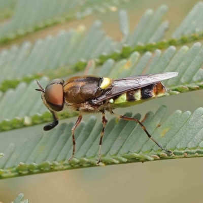Odontomyia hunteri (Soldier fly) at Dryandra St Woodland - 17 Dec 2022 by ConBoekel
