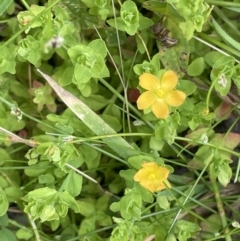 Hypericum japonicum (Creeping St John's Wort) at Cotter River, ACT - 21 Dec 2022 by JaneR