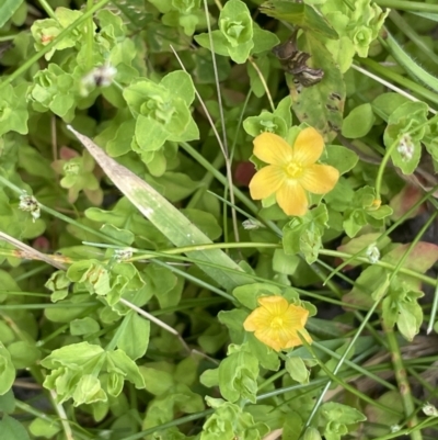 Hypericum japonicum (Creeping St John's Wort) at Lower Cotter Catchment - 21 Dec 2022 by JaneR