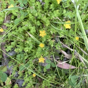 Hypericum japonicum at Cotter River, ACT - 21 Dec 2022 04:02 PM