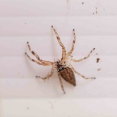 Helpis minitabunda (Threatening jumping spider) at Dryandra St Woodland - 17 Dec 2022 by ConBoekel