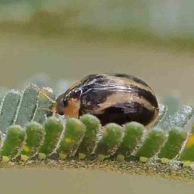 Peltoschema mansueta (A leaf beetle) at Dryandra St Woodland - 17 Dec 2022 by ConBoekel