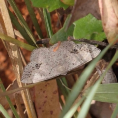 Taxeotis intextata (Looper Moth, Grey Taxeotis) at Dryandra St Woodland - 17 Dec 2022 by ConBoekel