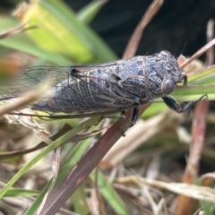 Atrapsalta furcilla (Southern Mountain Squeaker) at QPRC LGA - 19 Dec 2022 by Komidar