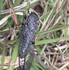 Atrapsalta furcilla at Wamboin, NSW - 20 Dec 2022