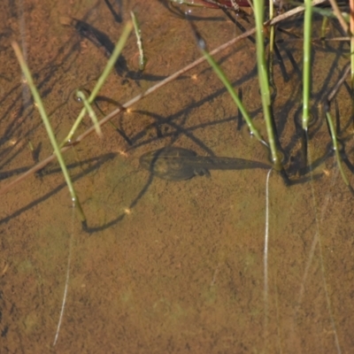 Unidentified Frog at Mount Clear, ACT - 19 Dec 2022 by jmcleod