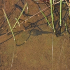 Unidentified Frog (TBC) at Mount Clear, ACT - 19 Dec 2022 by jmcleod