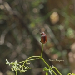 Ecnolagria grandis (Honeybrown beetle) at Coree, ACT - 18 Dec 2022 by BarrieR