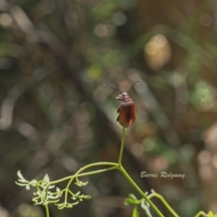 Ecnolagria grandis (Honeybrown beetle) at Coree, ACT - 17 Dec 2022 by BarrieR