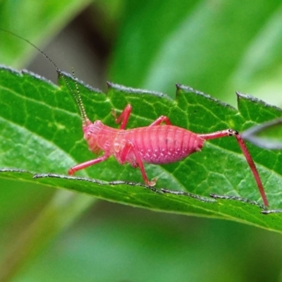 Caedicia simplex (Common Garden Katydid) at Page, ACT - 21 Dec 2022 by DonTaylor