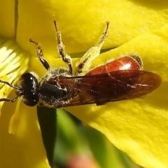 Lasioglossum (Homalictus) sp. (genus & subgenus) (Furrow Bee) at Paddys River, ACT - 21 Dec 2022 by JohnBundock