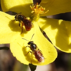 Lasioglossum (Homalictus) sp. (genus & subgenus) at Paddys River, ACT - 21 Dec 2022