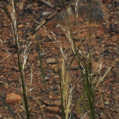 Nassella neesiana (Chilean Needlegrass) at Tidbinbilla Nature Reserve - 21 Dec 2022 by JohnBundock