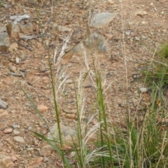 Nassella neesiana at Paddys River, ACT - 21 Dec 2022 03:55 PM