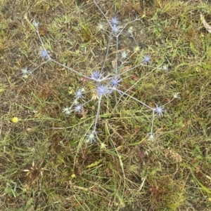 Eryngium ovinum at Molonglo Valley, ACT - 22 Dec 2022