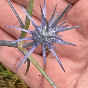 Eryngium ovinum at Molonglo Valley, ACT - 22 Dec 2022