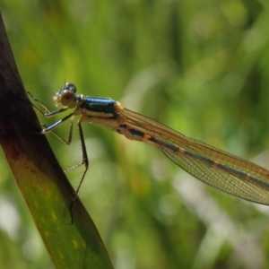 Austrolestes cingulatus at Bonang, VIC - suppressed