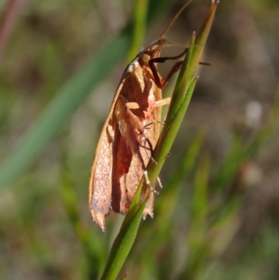 Tortricopsis uncinella (A concealer moth) at Bonang, VIC - 2 Dec 2022 by Laserchemisty