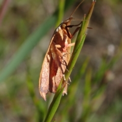 Unidentified Moth (Lepidoptera) at Bonang, VIC - 1 Dec 2022 by Laserchemisty