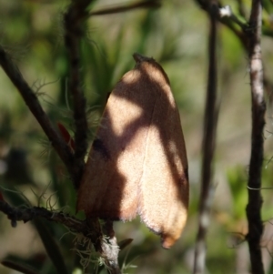 Tortricopsis uncinella at Bonang, VIC - suppressed