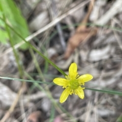 Ranunculus scapiger at Lower Cotter Catchment - 21 Dec 2022 by JaneR