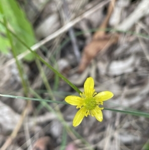 Ranunculus scapiger at Cotter River, ACT - 21 Dec 2022 04:09 PM