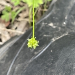 Ranunculus scapiger at Cotter River, ACT - 21 Dec 2022 04:09 PM