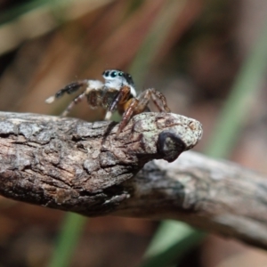 Unidentified Jumping & peacock spider (Salticidae) (TBC) at suppressed by Laserchemisty