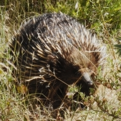 Tachyglossus aculeatus (Short-beaked Echidna) at Woodstock Nature Reserve - 19 Dec 2022 by JohnBundock