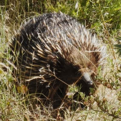 Tachyglossus aculeatus (Short-beaked Echidna) at Coree, ACT - 20 Dec 2022 by JohnBundock