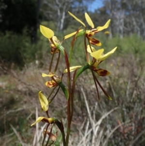 Diuris sulphurea (Tiger Orchid) at suppressed by Laserchemisty