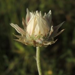 Leucochrysum albicans subsp. tricolor (Hoary Sunray) at Melrose - 15 Oct 2022 by michaelb