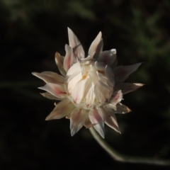 Leucochrysum albicans subsp. tricolor at Theodore, ACT - 15 Oct 2022 05:40 PM