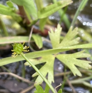 Ranunculus amphitrichus at Cotter River, ACT - 21 Dec 2022