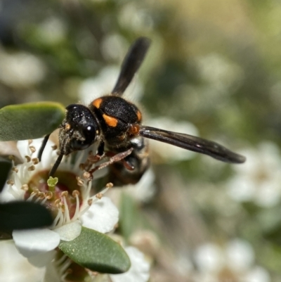 Stenodyneriellus sp. (genus) (A potter wasp) at Holder Wetlands - 10 Dec 2022 by AJB