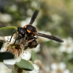 Stenodyneriellus sp. (genus) (A potter wasp) at Holder, ACT - 10 Dec 2022 by AJB