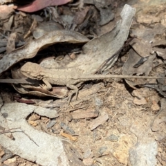 Rankinia diemensis (Mountain Dragon) at Namadgi National Park - 21 Dec 2022 by AJB