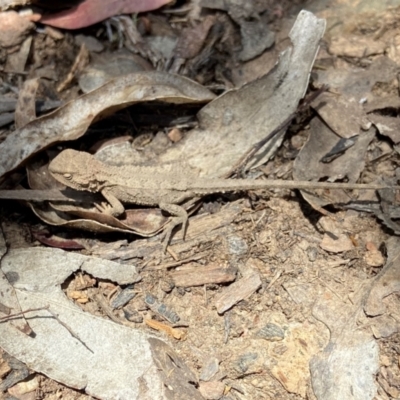 Rankinia diemensis (Mountain Dragon) at Cotter River, ACT - 21 Dec 2022 by AJB